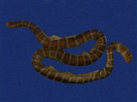 藏品(闊帶青斑海蛇)的圖片